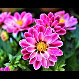 Meet your Posher, Lea